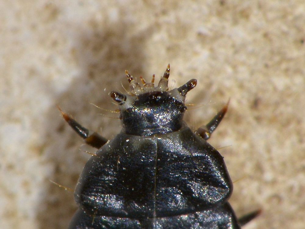 Larva di Lycidae - Lygistopterus?